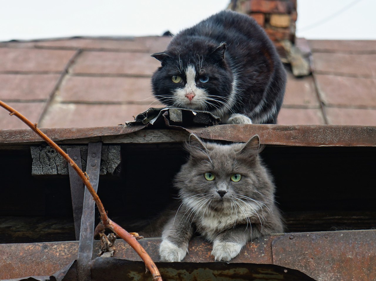 Бродячие коты - Котомафия, Фотография, Улица, Длиннопост, Кот