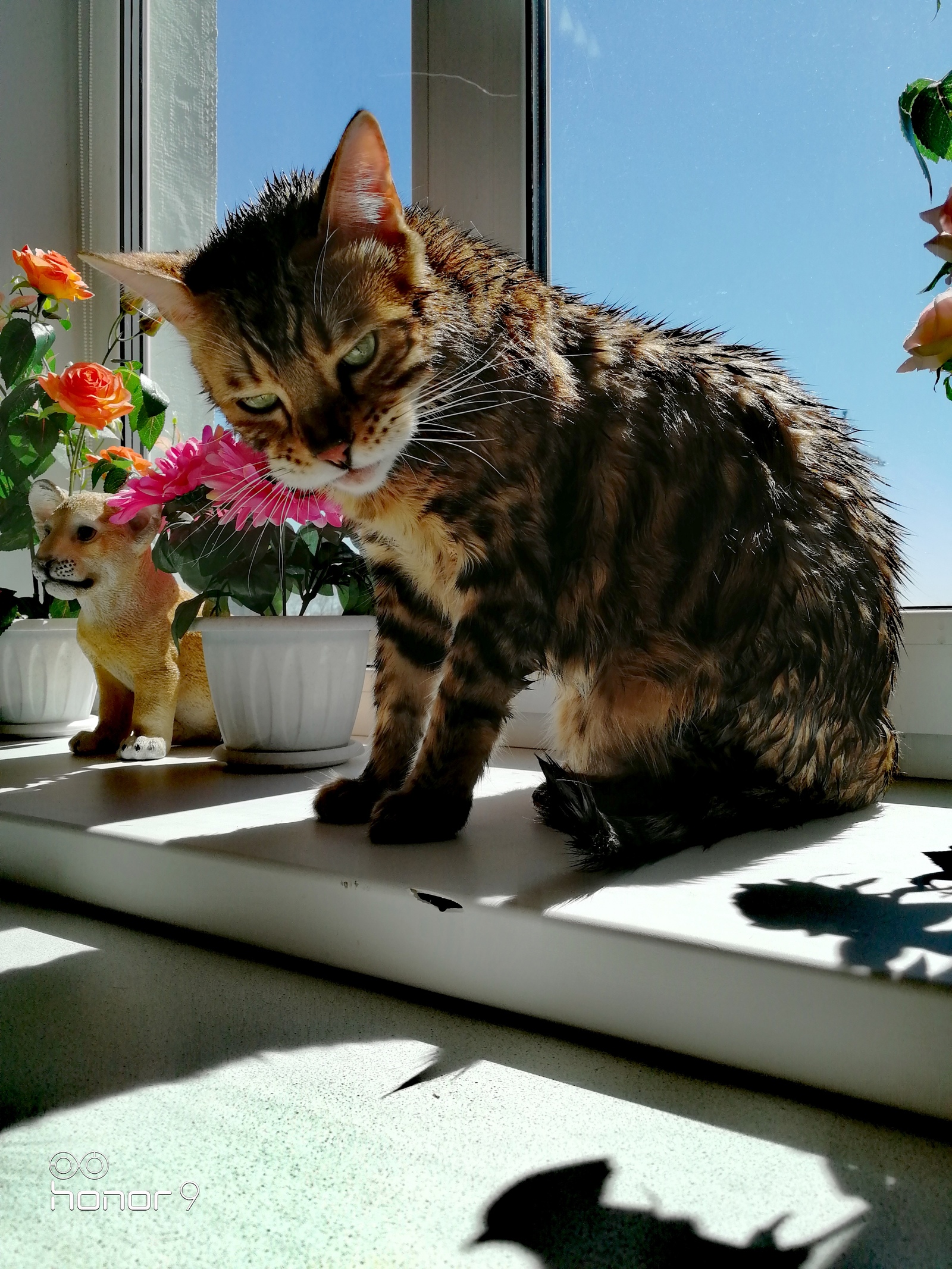 prickly cat - My, Bengal cat, cat, Sight, After shower, Discontent