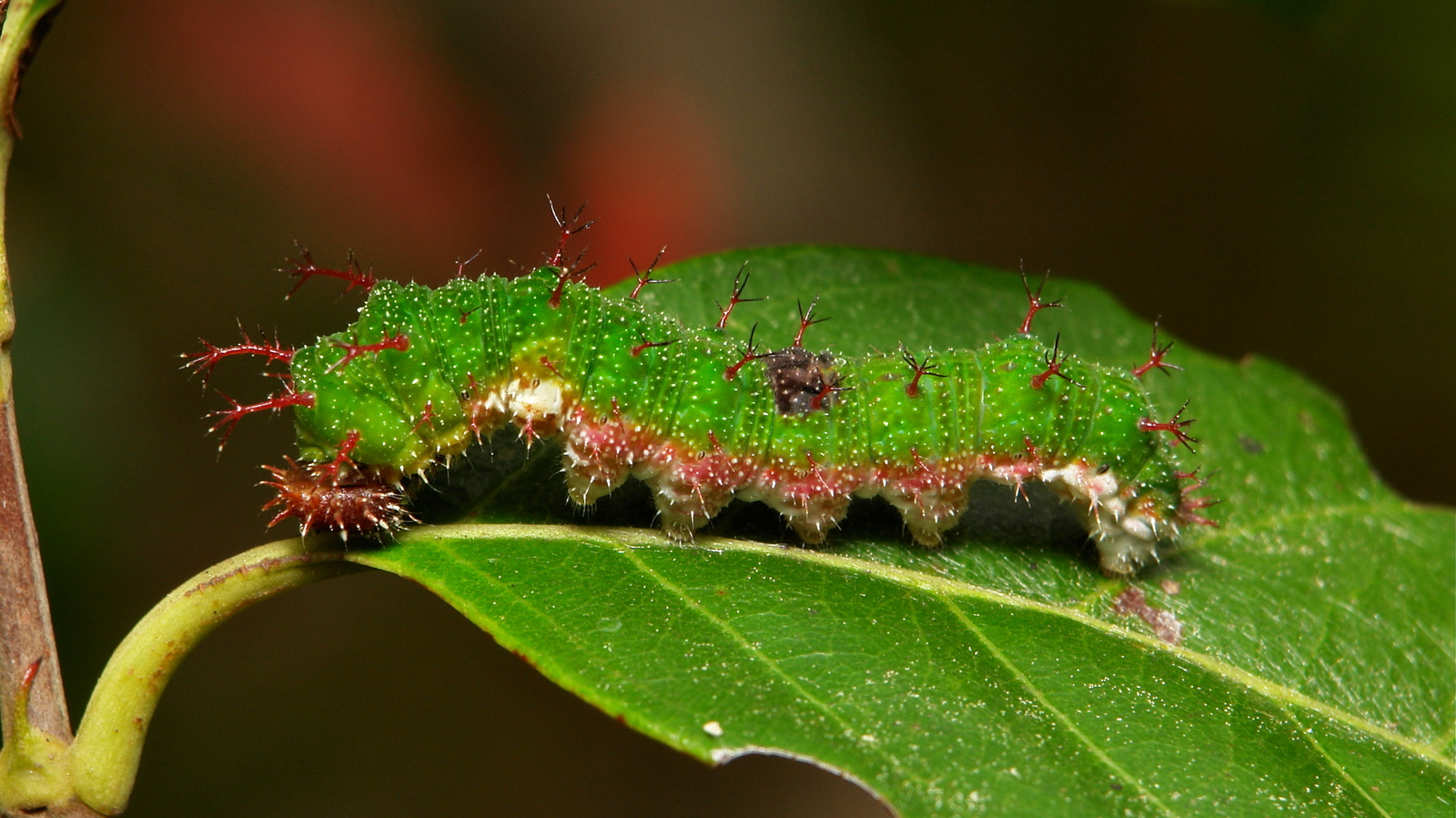 Miracle of natural design - Insects, Butterfly, Chrysalis, beauty, Animals, Nature, Interesting, Longpost