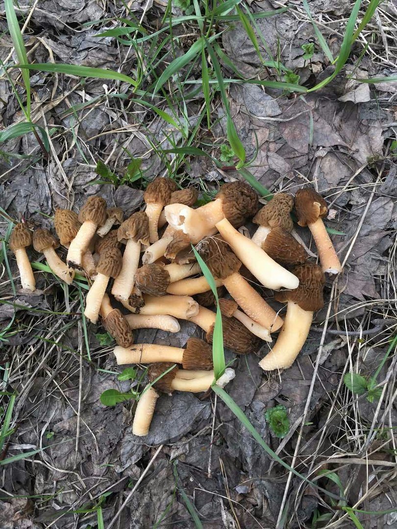 Первый гриб весной название. Первые весенние грибы сморчки. Весенние грибы съедобные. Ранние съедобные грибы. Первые весенние грибы съедобные.