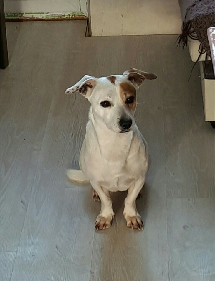 Lost Jack Russell. - My, A loss, Dog, Krasnodar, Help, The dog is missing, No rating