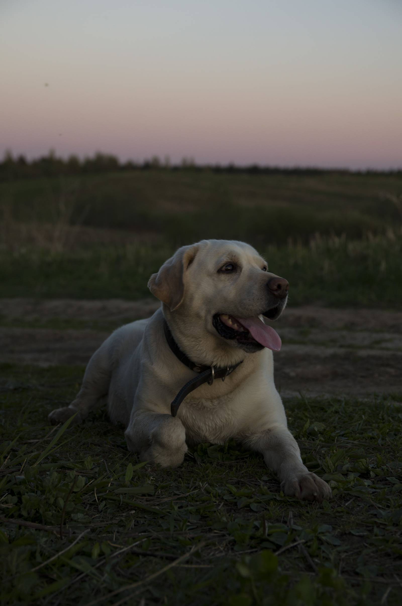 A compilation of nice boys and girls I've met in the past week. - My, Dog, Cur, Homemade, Miniature schnauzer, Sheepdog, Labrador, Longpost