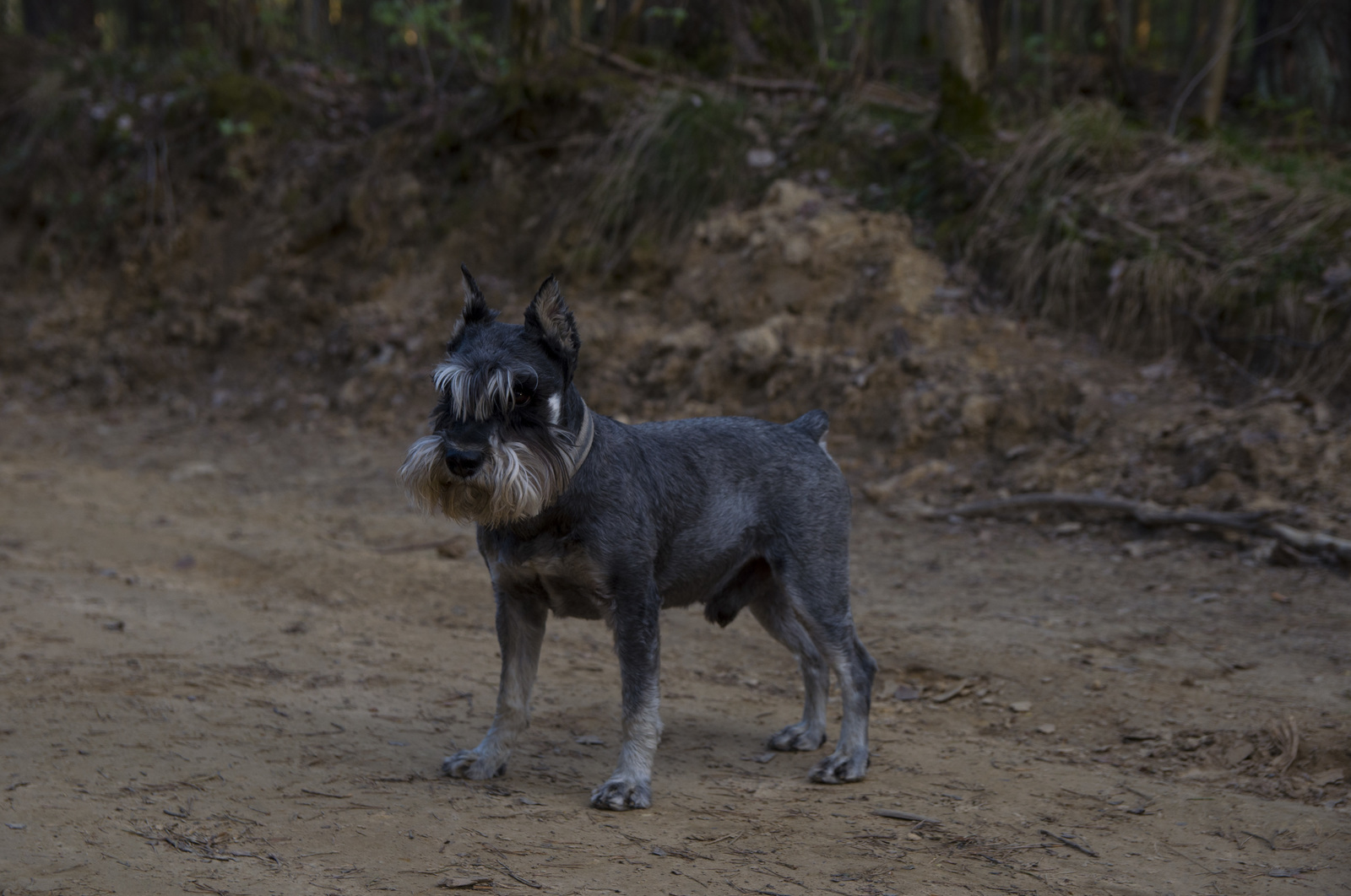 A compilation of nice boys and girls I've met in the past week. - My, Dog, Cur, Homemade, Miniature schnauzer, Sheepdog, Labrador, Longpost