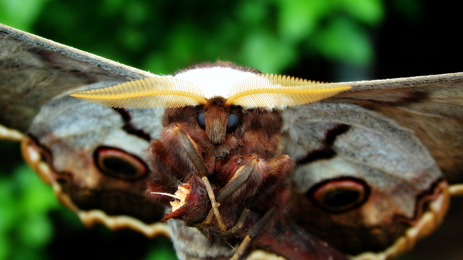 Чем питается бабочка грушевая павлиноглазка. Павлиноглазка Грушевая бабочка. Ночная бабочка Павлиноглазка. Павлиноглазка Грушевая ба. Павлиноглазка Грушевая Saturnia pyri.
