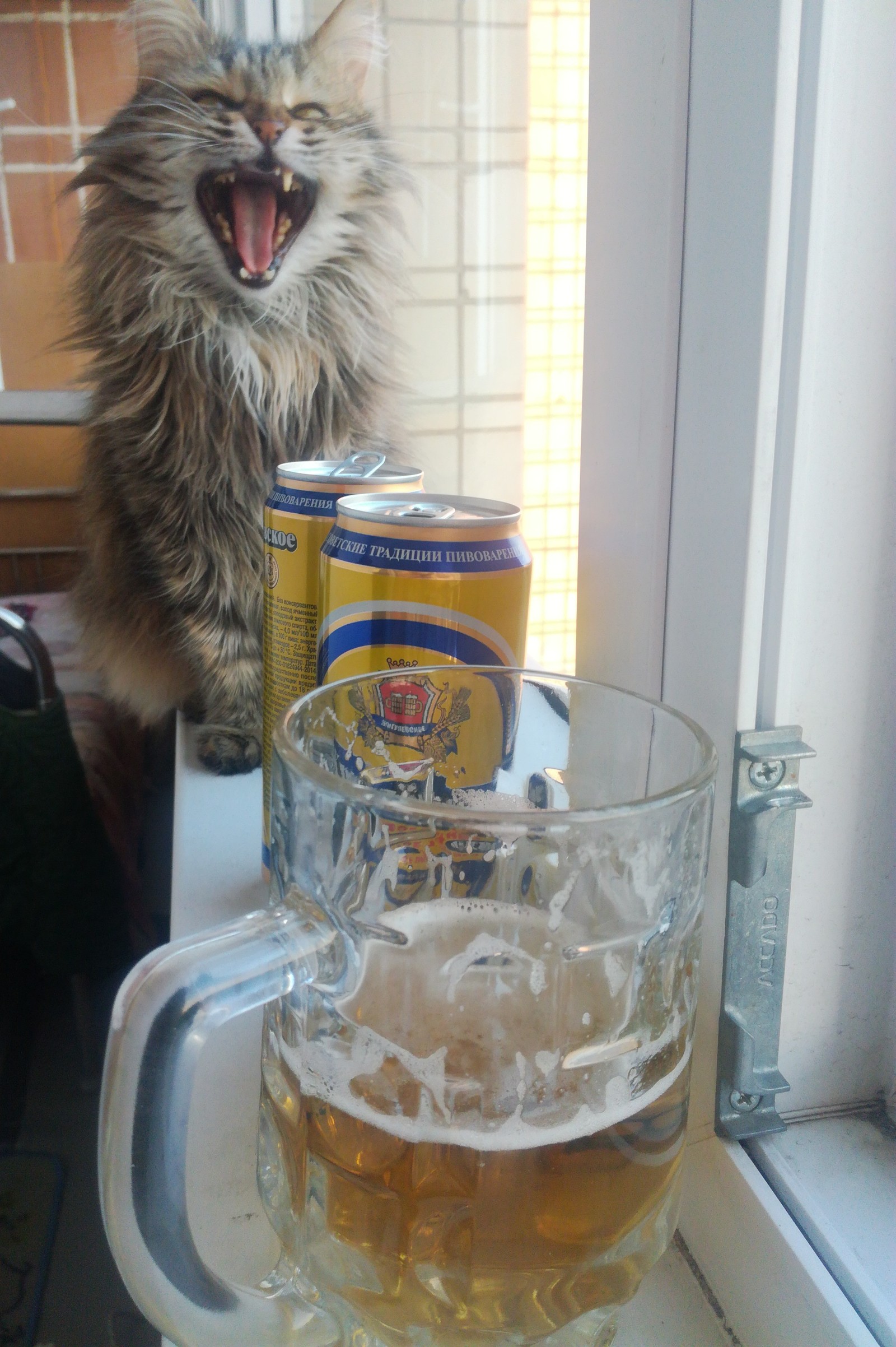 It's good to poke! - My, cat, Beer, Evening, Balcony