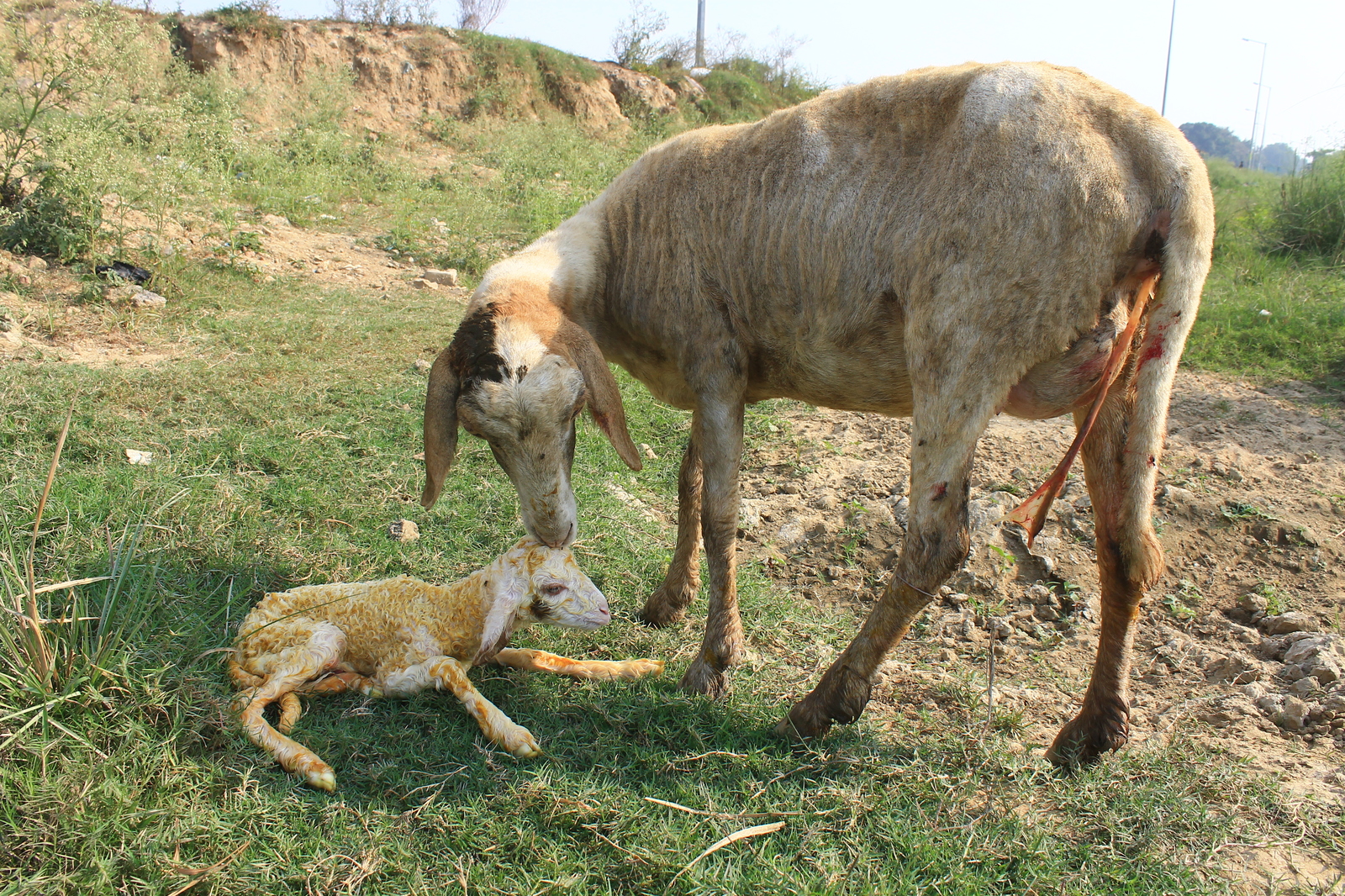 A newborn lamb looks like this - My, Lambing, Sheeps