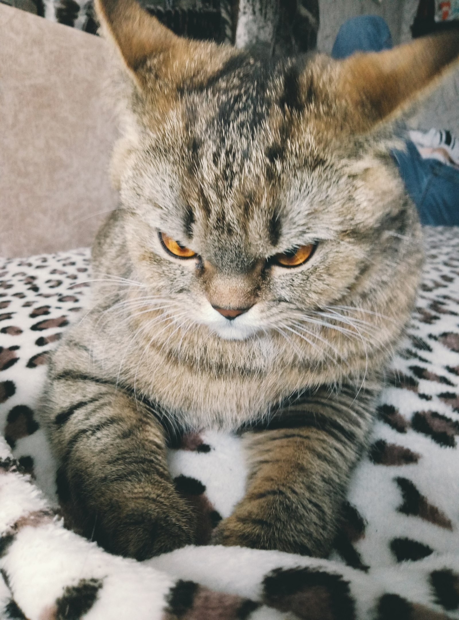 Busya. - My, cat, Pets, Milota