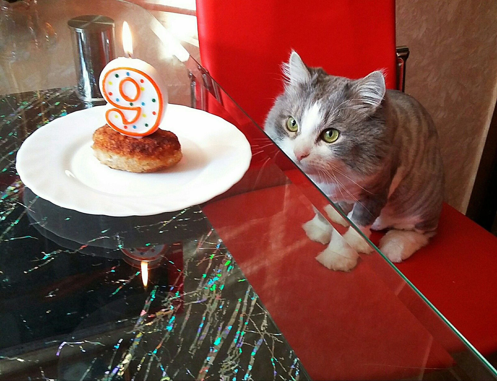 Birthday 2018 - My, cat, 9yrs, Cutlets