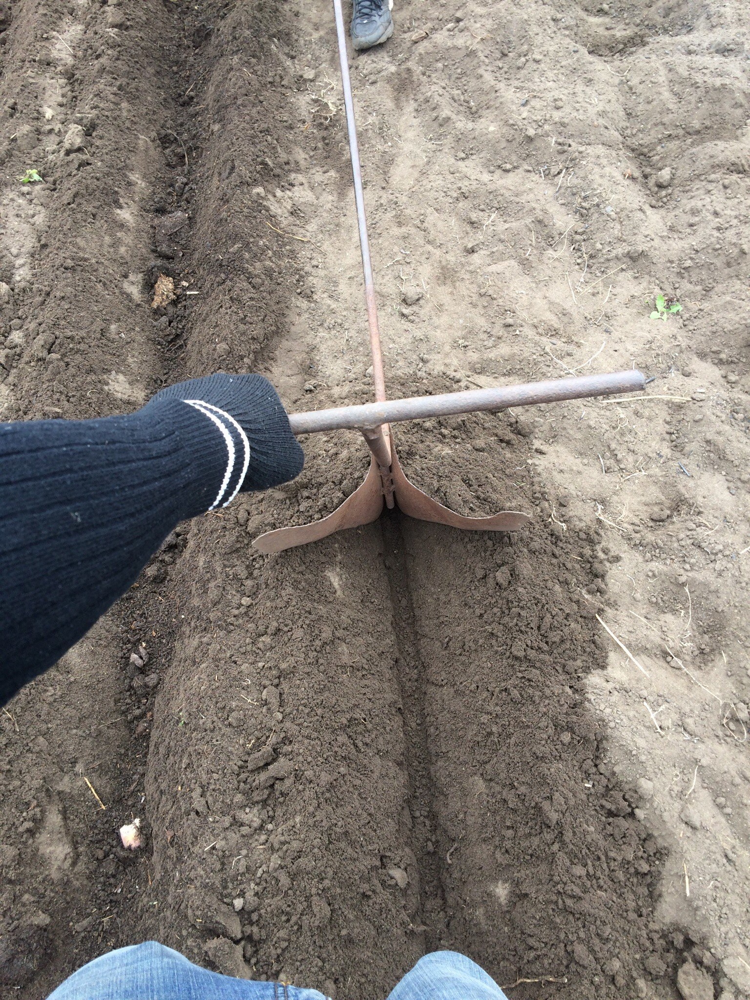 Increasing efficiency on potatoes - My, Potato, Landing, Dacha, Longpost