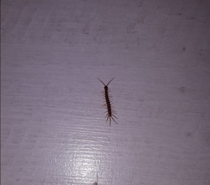 Help identify - My, No rating, Flycatcher, Scolopendra, Insects