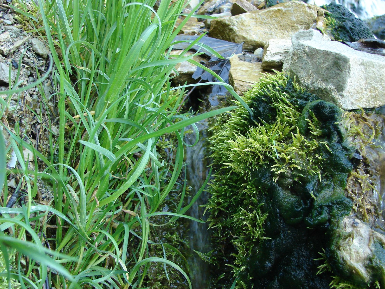 mossy mood - My, Moss, The photo, Nature, Forest, Longpost