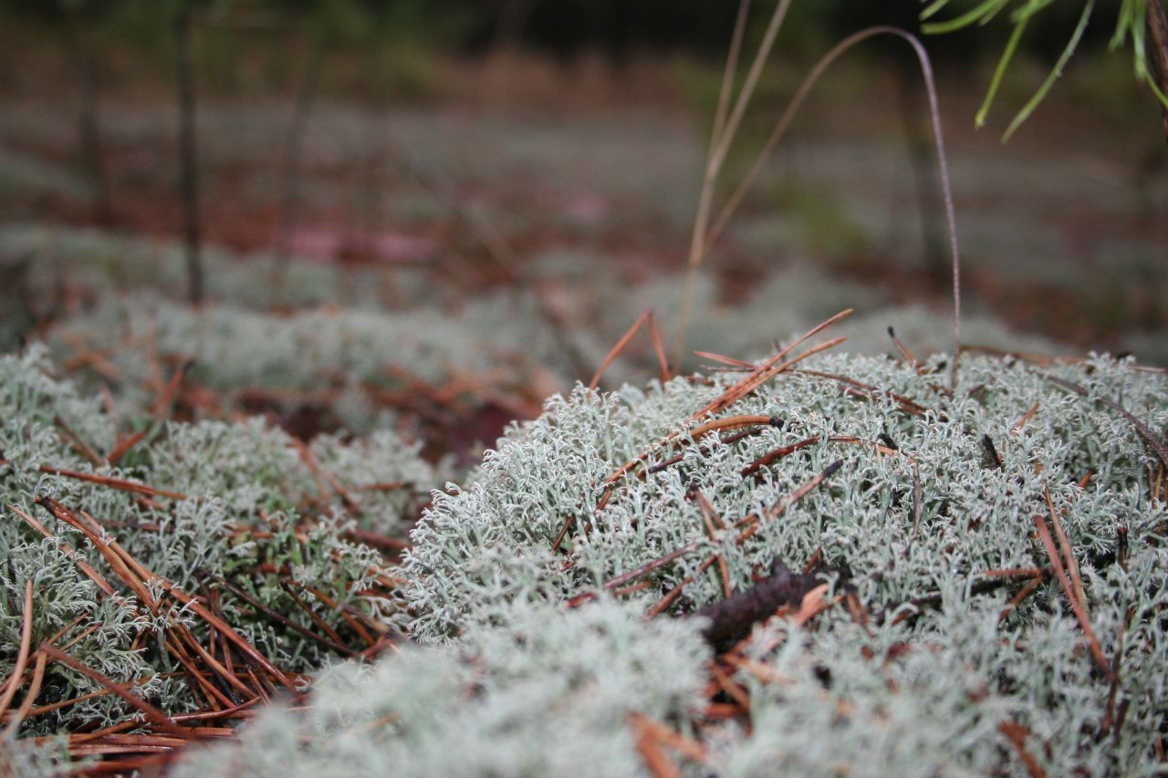 mossy mood - My, Moss, The photo, Nature, Forest, Longpost