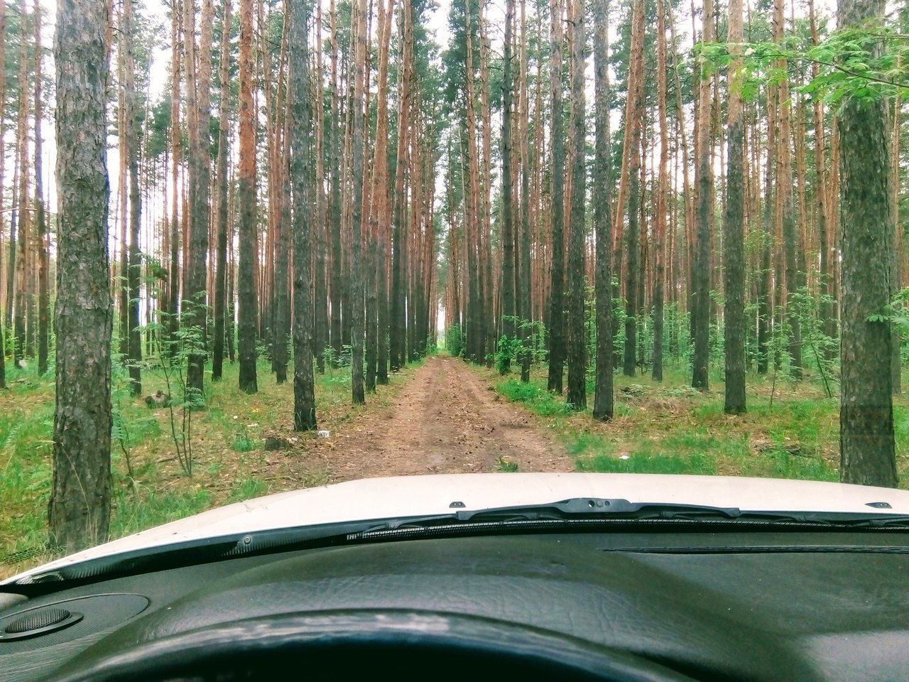 Voronezh, microdistrict Borovoe - My, Forest, Pine