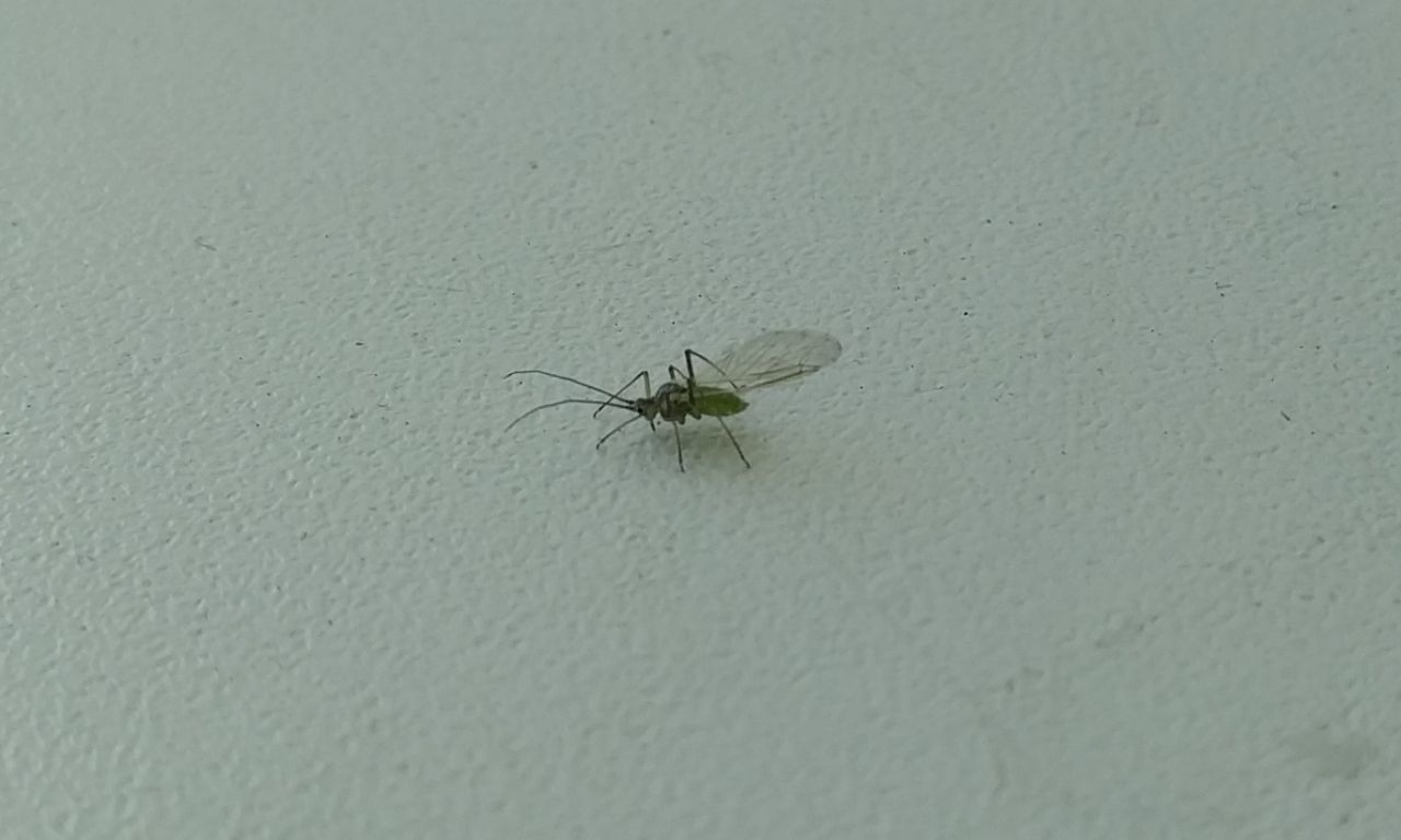 Help identify UFO - My, Animals, Insects