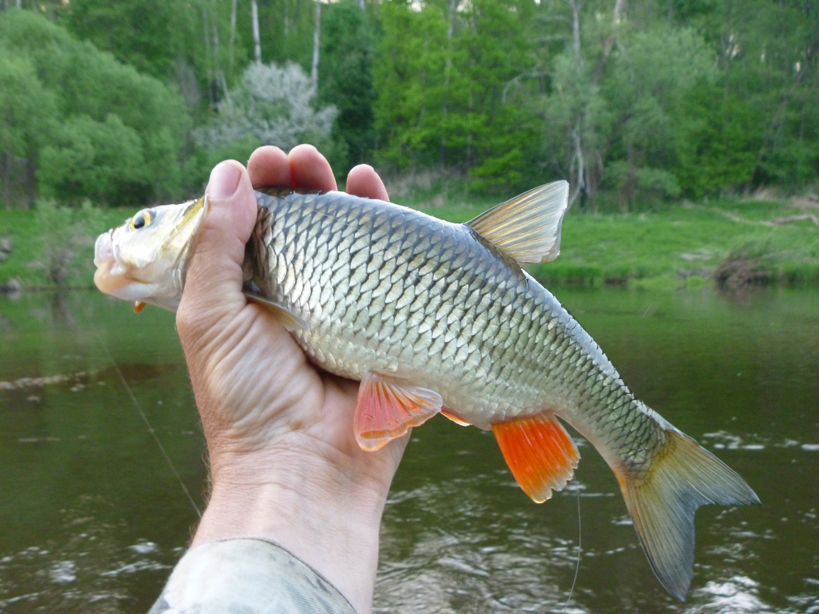 May fishing - My, Fishing, Chub, Longpost