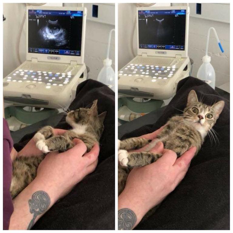 That moment when you realize you're pregnant. - Pregnancy, Ultrasound, Fear, cat, Reddit, The photo