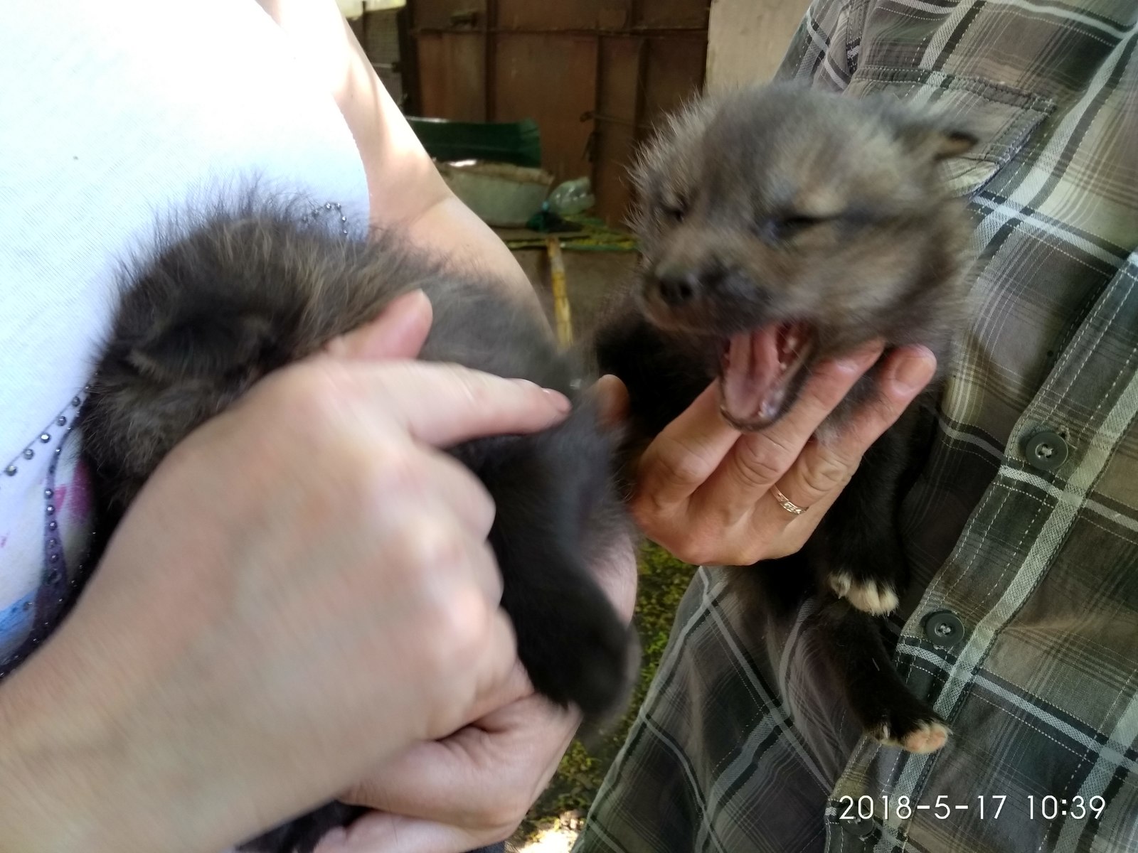 Population explosion in canines at the Penza Zoo. - My, Penza Zoo, Fox, Canines, Demography, Longpost