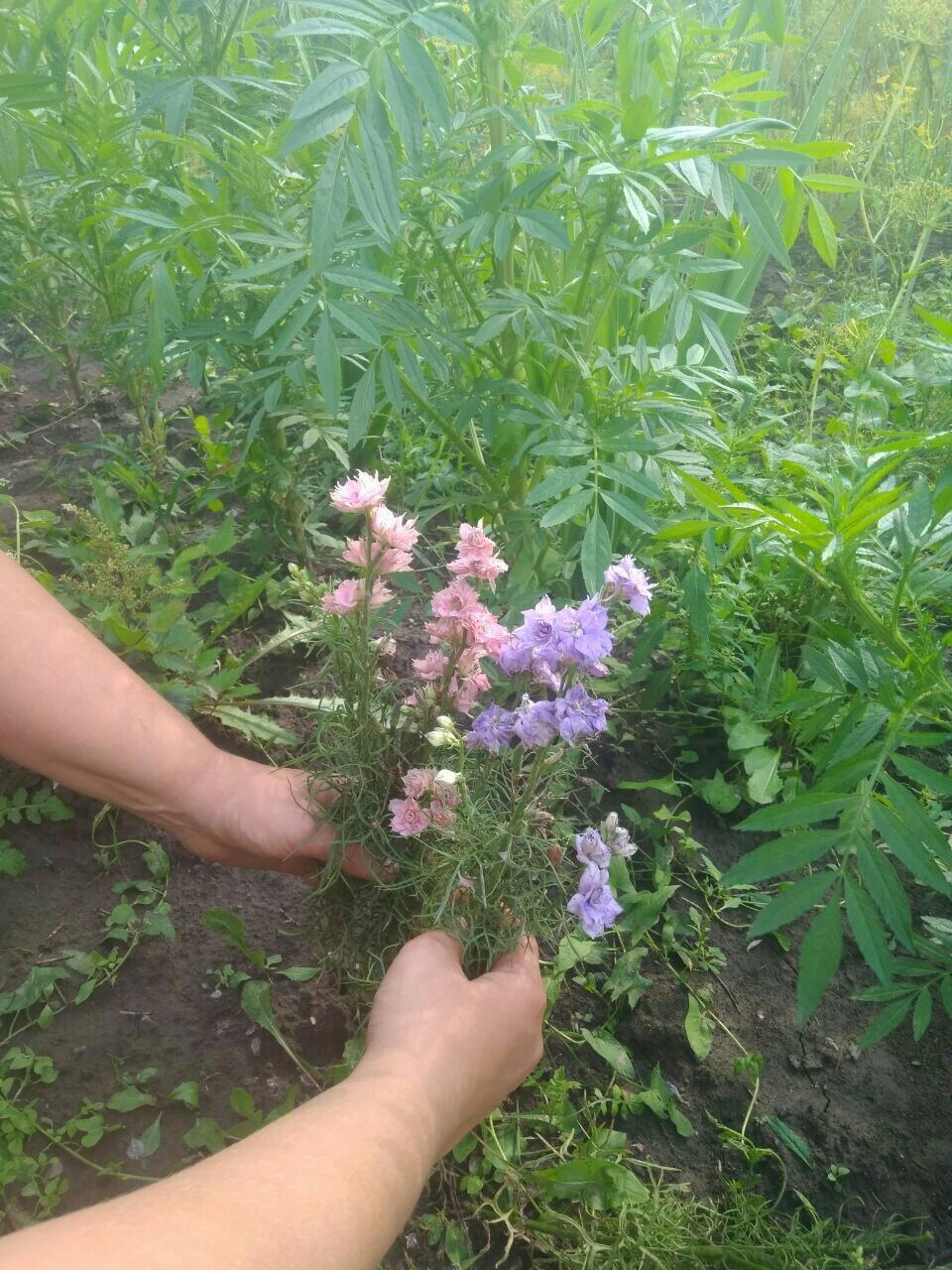 Суровая сибирская весна. - Моё, Цветы, Весна, Нсо, Длиннопост