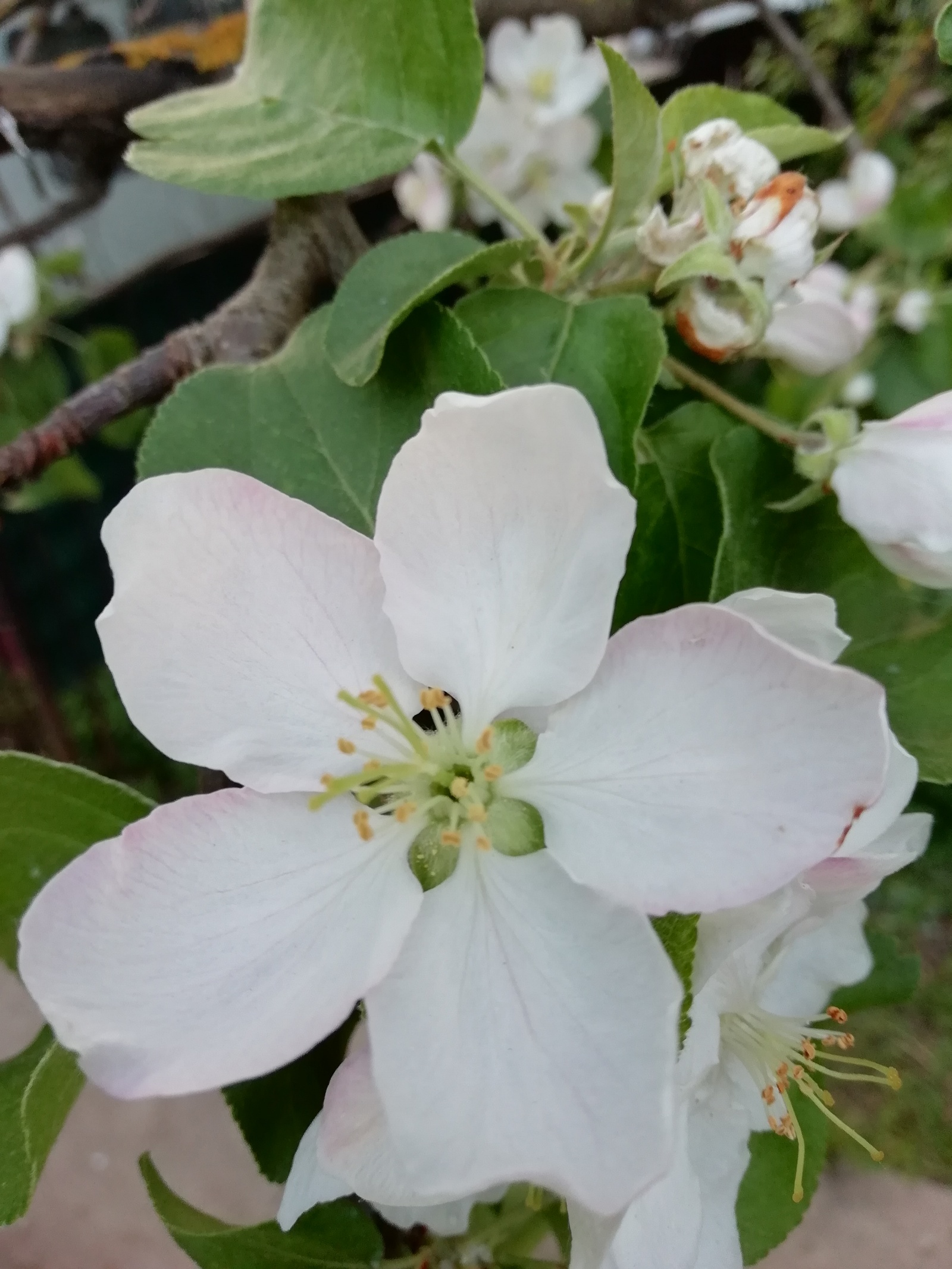 Apple blossom. Spring last weeks. - My, , The photo, Apple tree, Apple blossom, Longpost