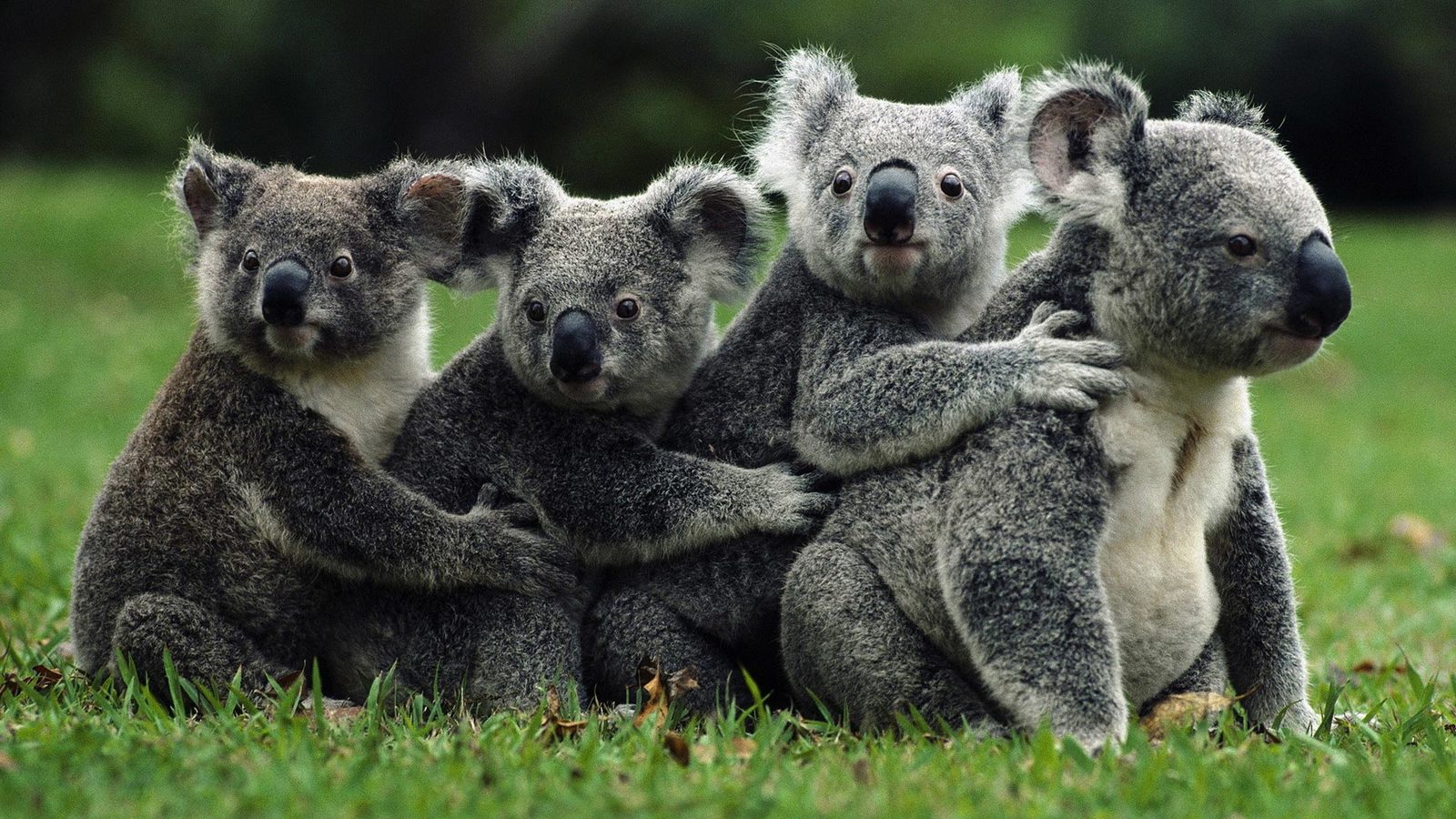 7 Australian animals that wish they could kill but can't - My, Australia, Animals, Longpost