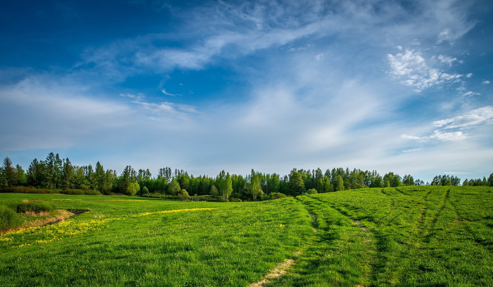 Macrophotographer's hunting ground - My, Landscape, Meadows, Field, Tree, Road, Sky, Clouds, Canon 24-70