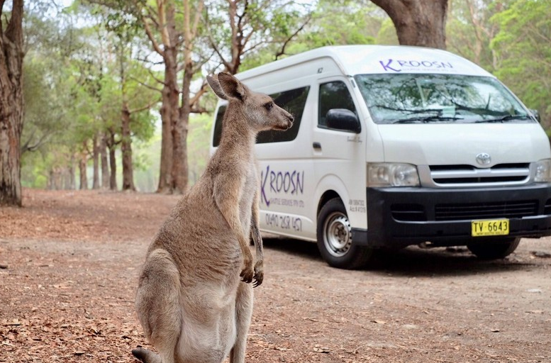 Kangaroos attack tourists for carrots - Kangaroo, From the network, Longpost