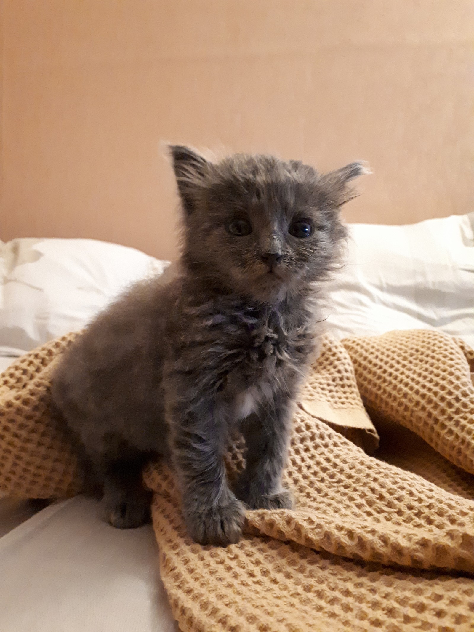 Взросление кота. | Пикабу