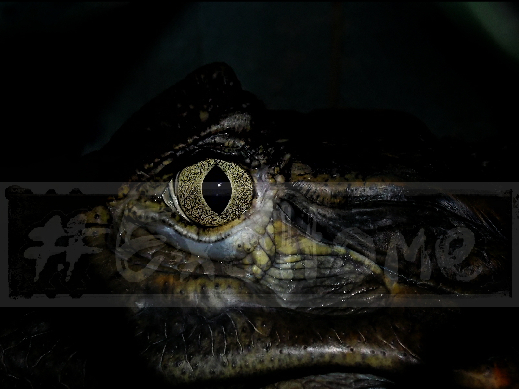 These eyes are opposite ... - My, Pet, Crocodile, Pets, Eyes, Terrariumistics, Animals, Pet, The photo, Longpost, Crocodiles