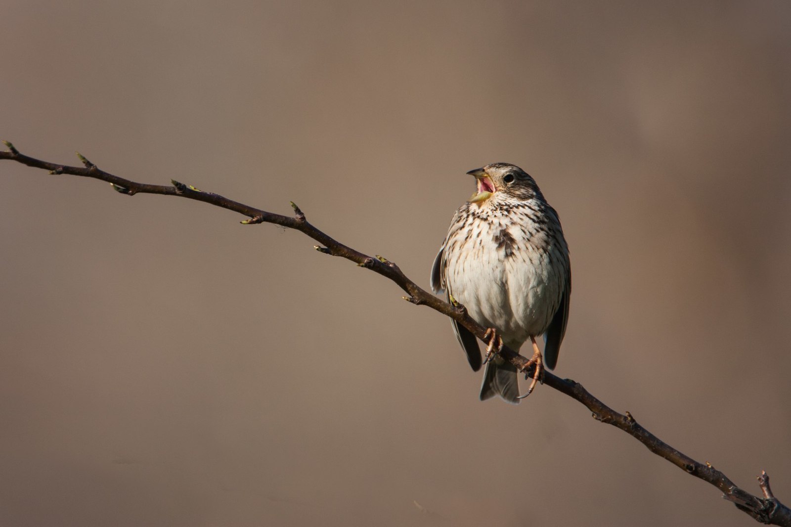 Few portraits - My, My, Friday tag is mine, The photo, Nature, Animals, Hare, Longpost