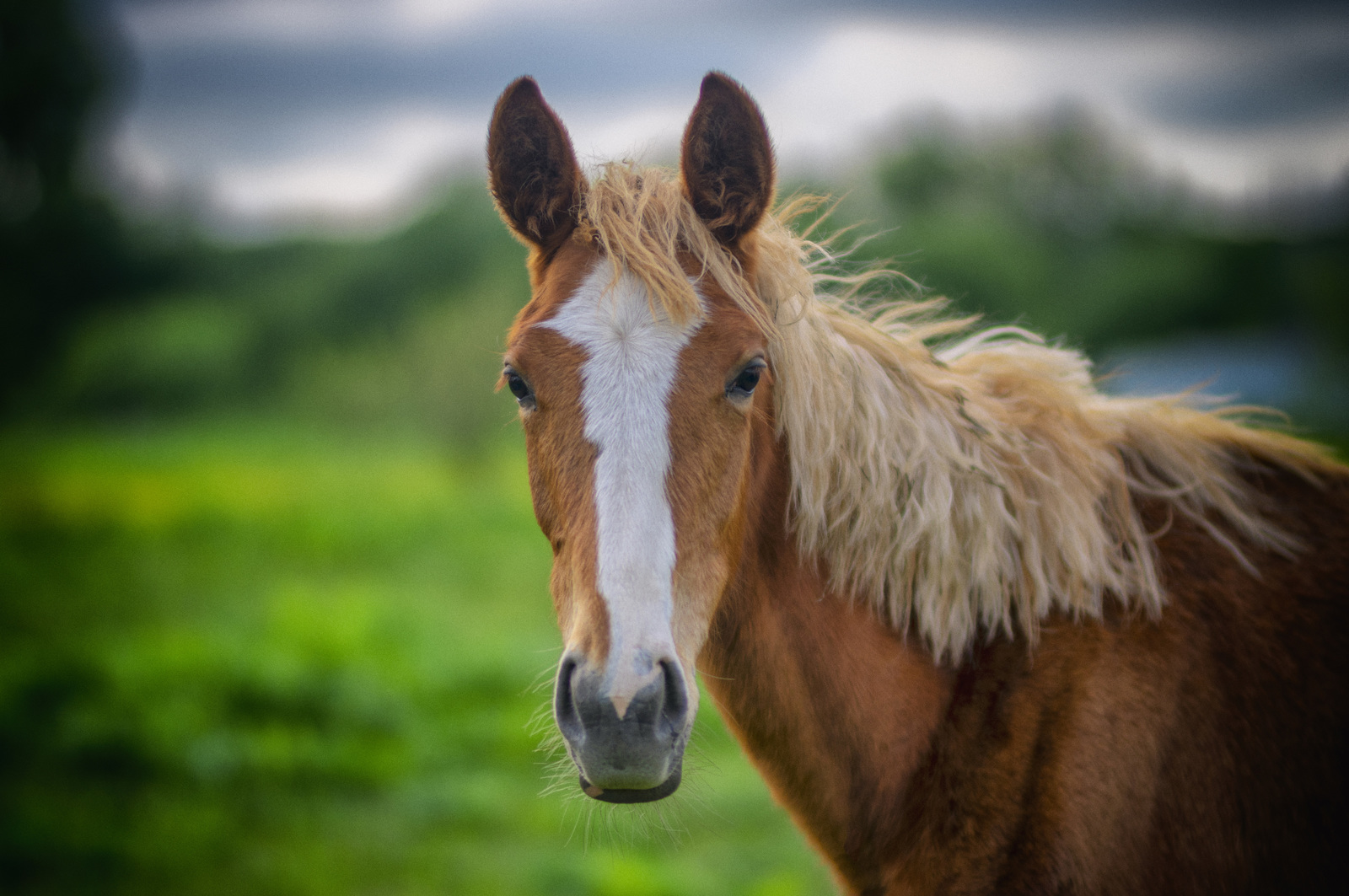 Traveled to the area... - My, Horses, Horse, Horses, Pentax k-3, Longpost, Kaliningrad region, 