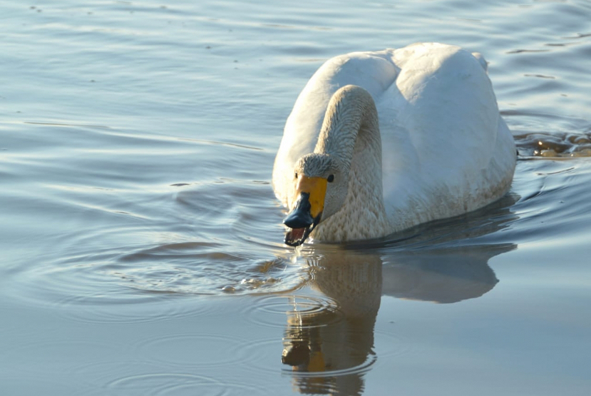 Swans flew to the village of Munurdakh, Abyisky district of Yakutia. - Yakutia, , , , Swans, The photo, Longpost