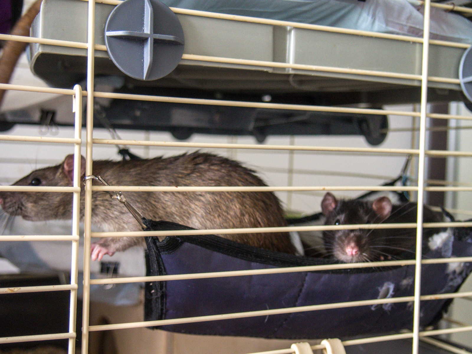 Ordinary rat day - My, Decorative rats, Dream, Longpost