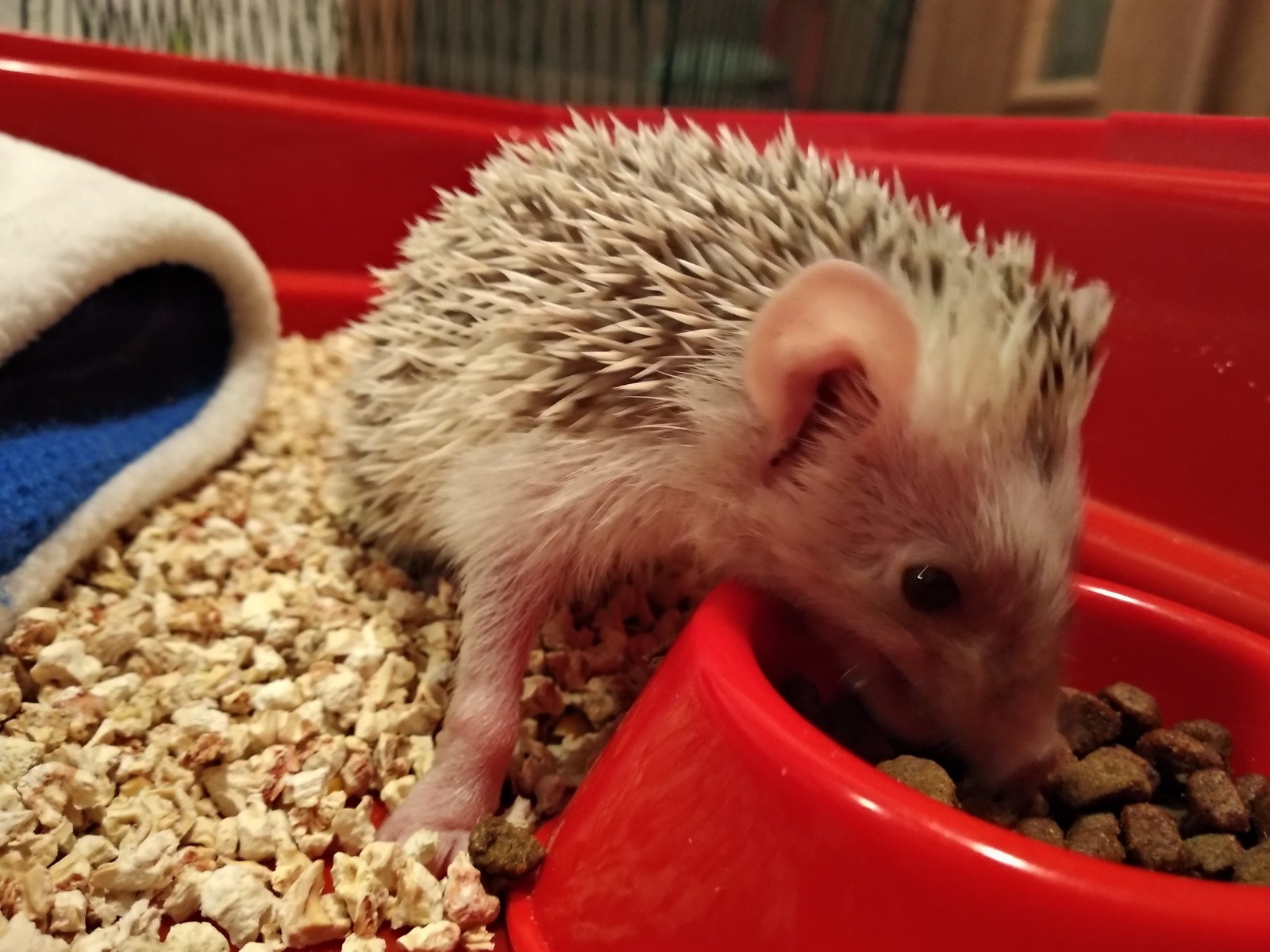 Friends decided to surprise with a gift - My, African pygmy hedgehog, Pets, Longpost