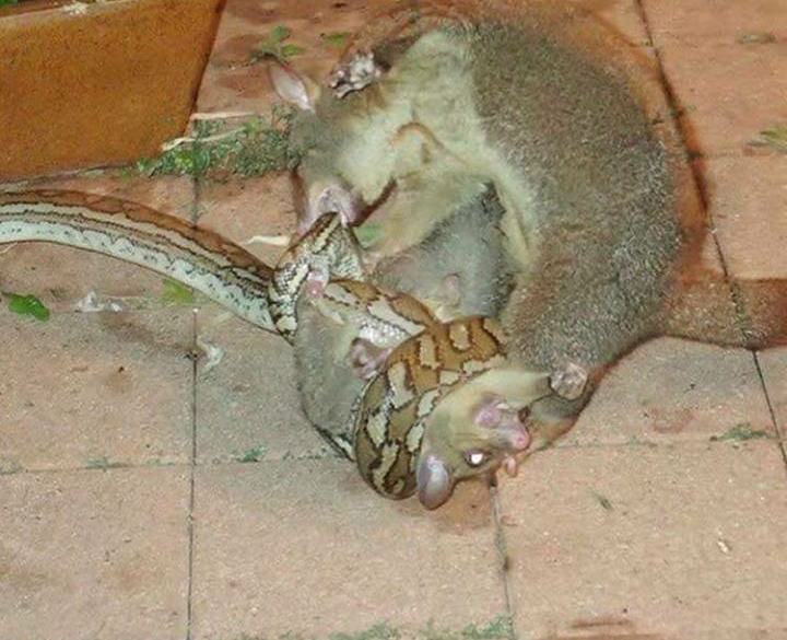 Saves her baby - Young, The rescue, Animals, Longpost, Snake, Possum, Python