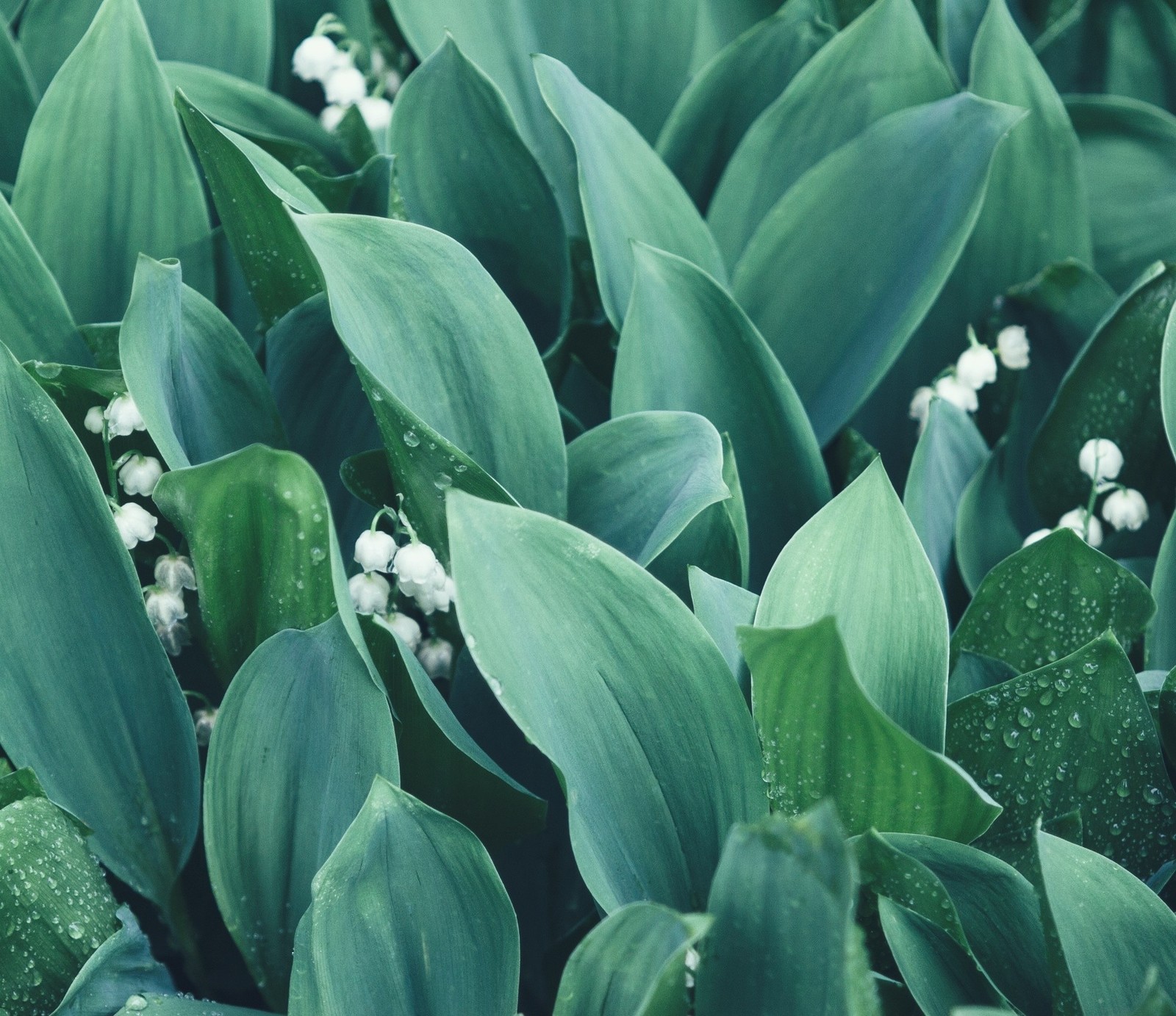 It's been raining for three days - My, Moscow, My, Rain, Flowers, Lilies of the valley, Tulips, Mood