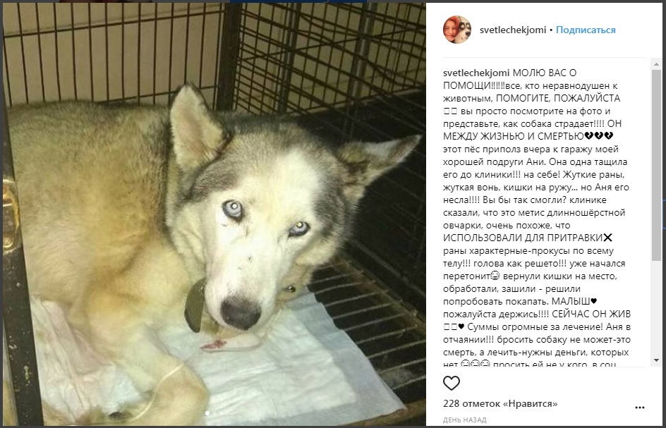 Another scam on Instagram. How do people profit from animals? - Divorce, Carefully, Instagram, Animals, Longpost