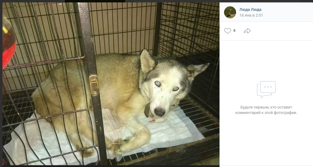 Another scam on Instagram. How do people profit from animals? - Divorce, Carefully, Instagram, Animals, Longpost