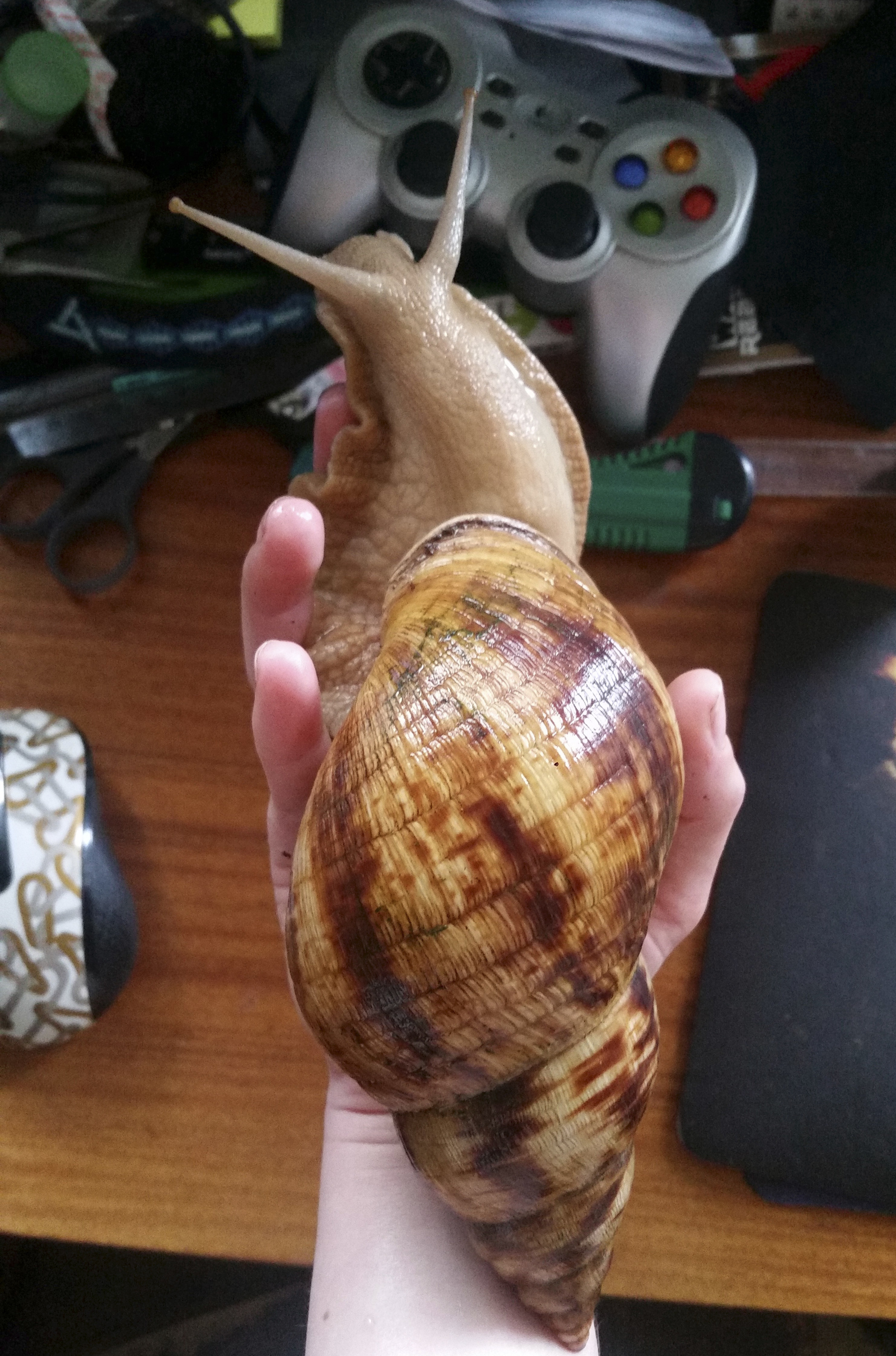 Sir Francis Drake, Achatina. - My, Snail, Achatina, , Pets, Longpost