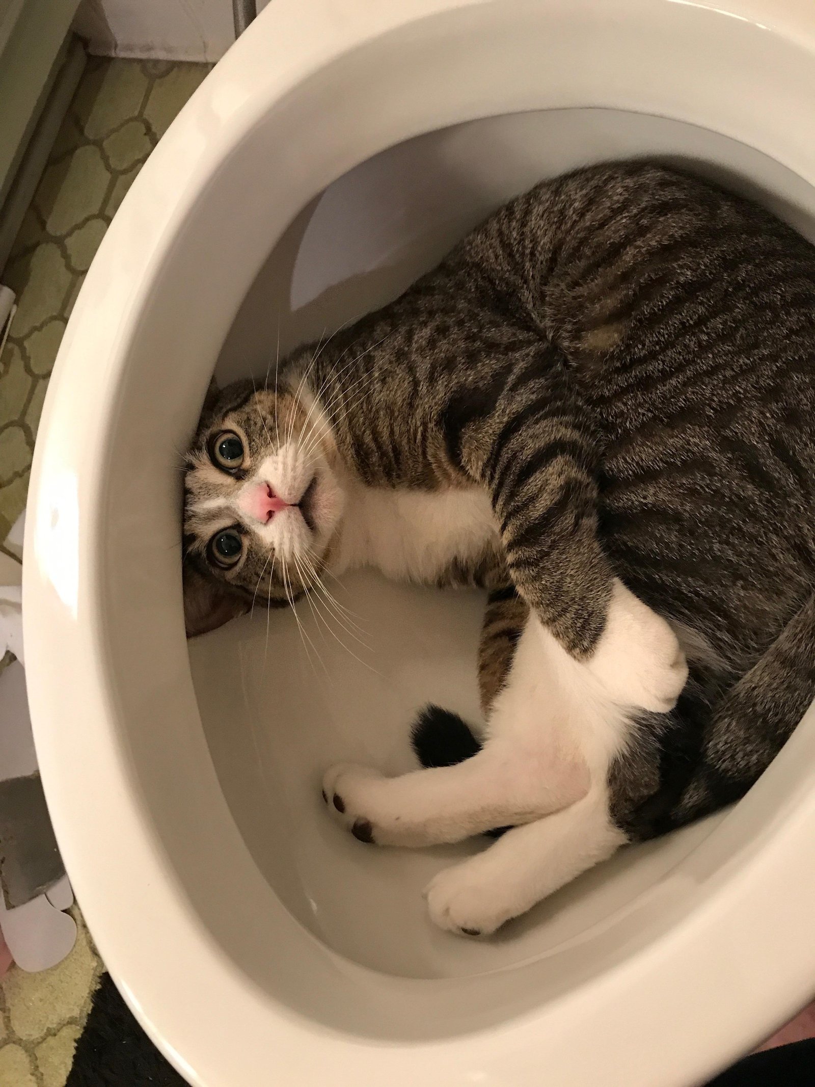 You were discovered - cat, Toilet, Toilet, Reddit