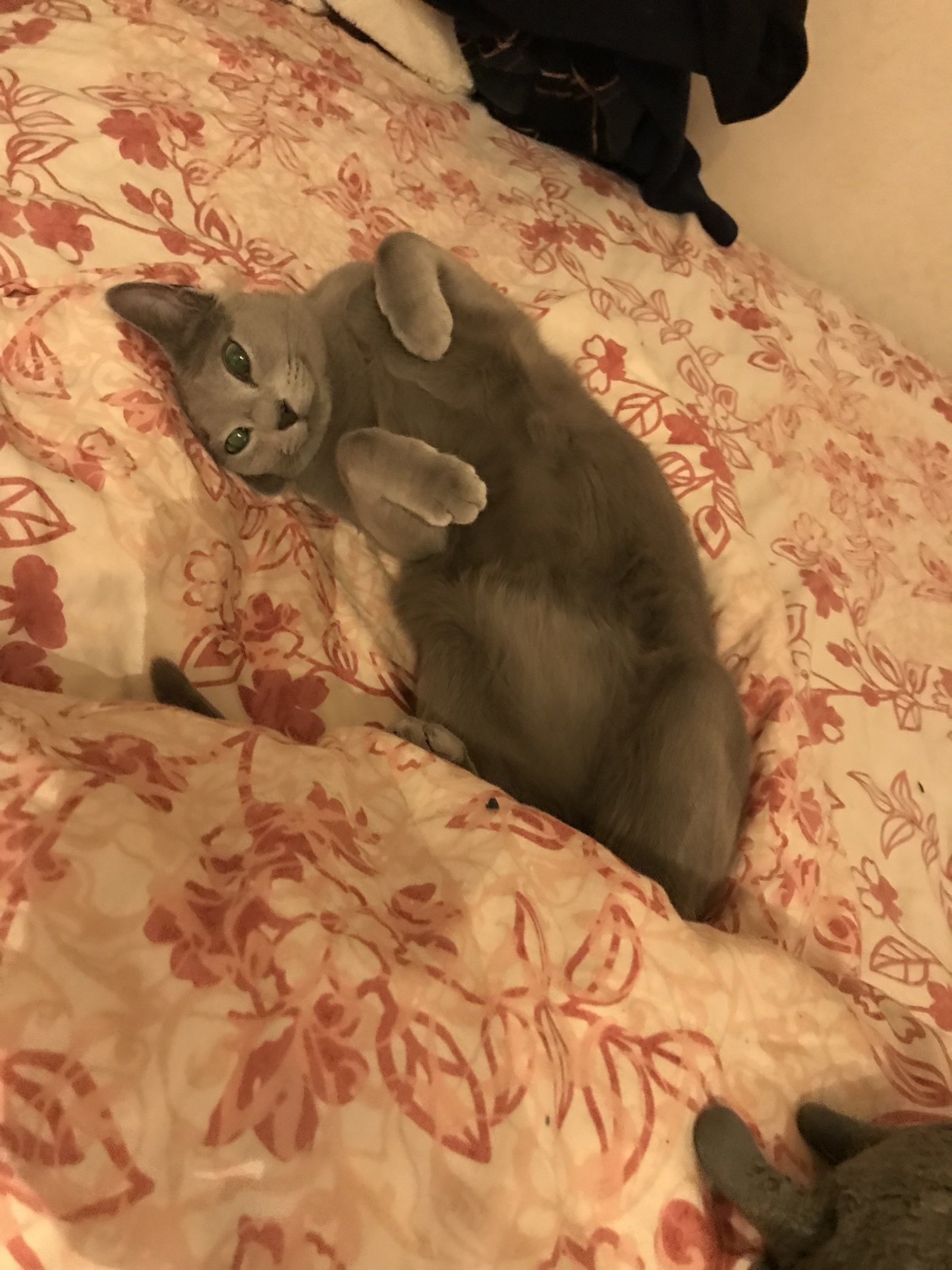 The cat has run away! - cat, Moscow, Lost cat, Russian blue, Help, Longpost, No rating