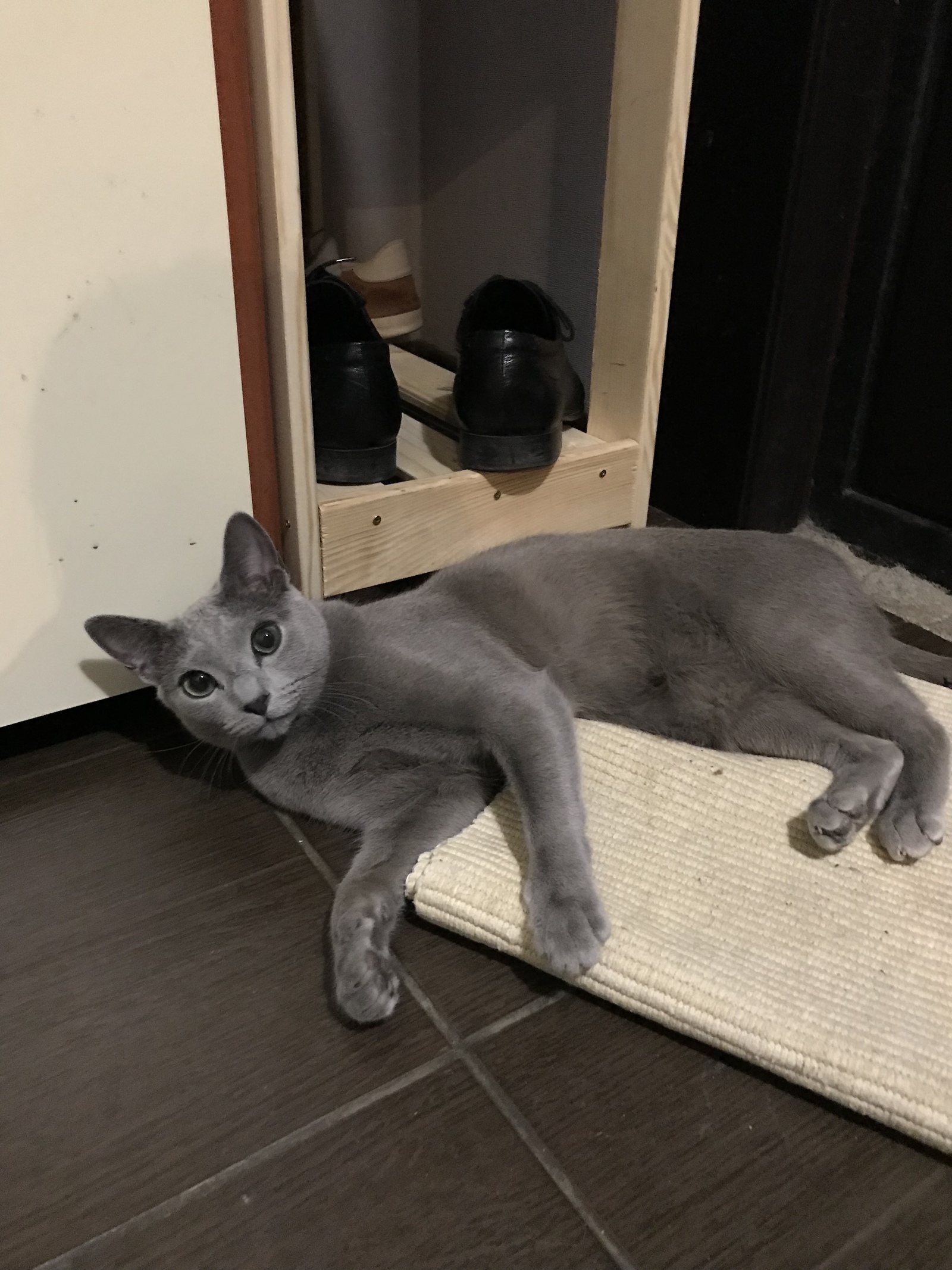 The cat has run away! - cat, Moscow, Lost cat, Russian blue, Help, Longpost, No rating