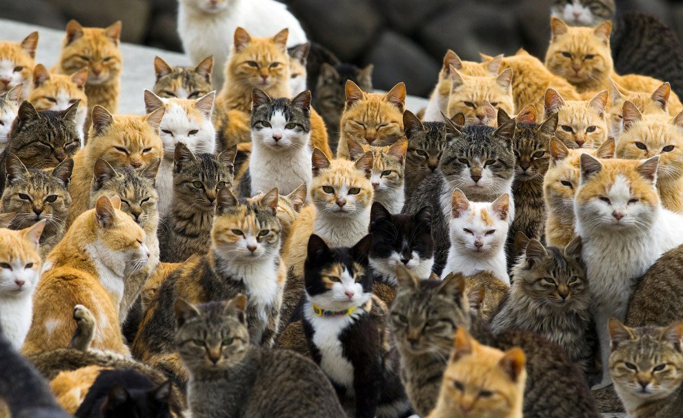 Japanese cat island Aoshima. - Japan, Island, Longpost, cat