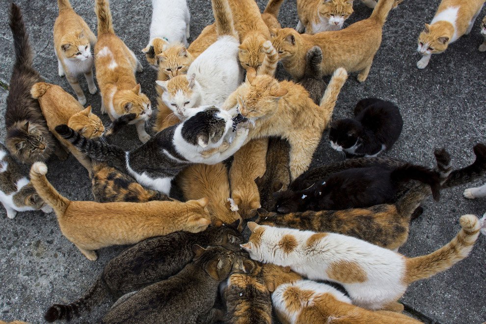 Japanese cat island Aoshima. - Japan, Island, Longpost, cat