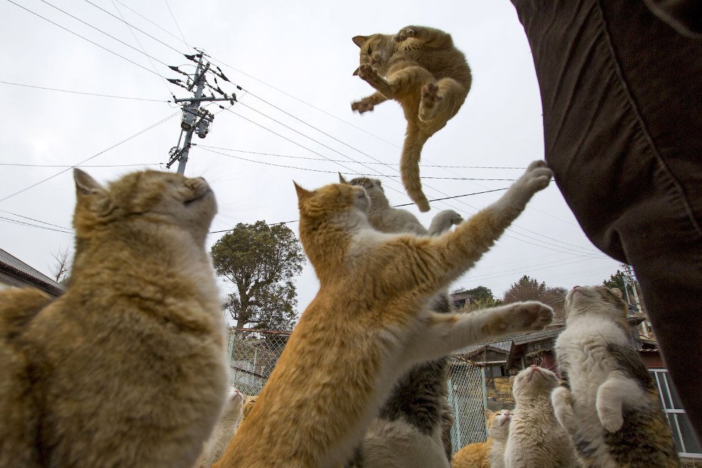 Japanese cat island Aoshima. - Japan, Island, Longpost, cat