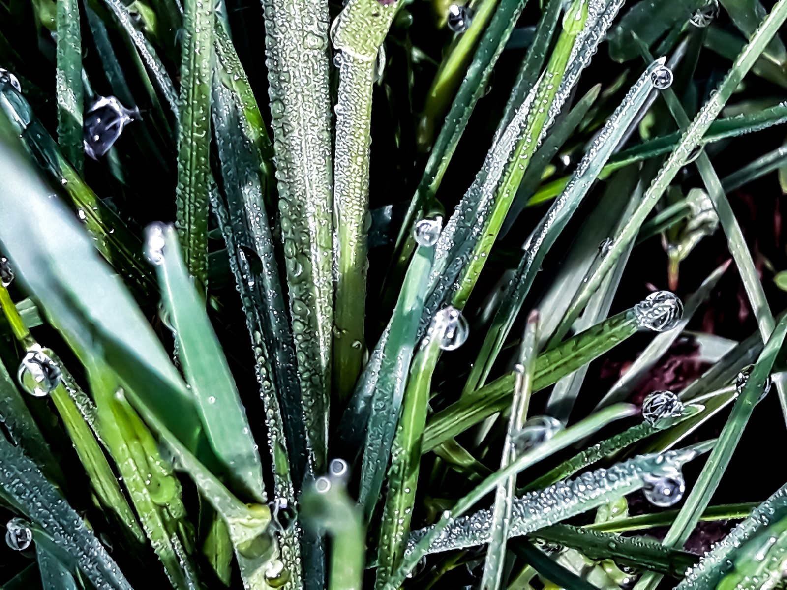 The morning does not begin with coffee - My, Beginning photographer, Grass, Beautiful