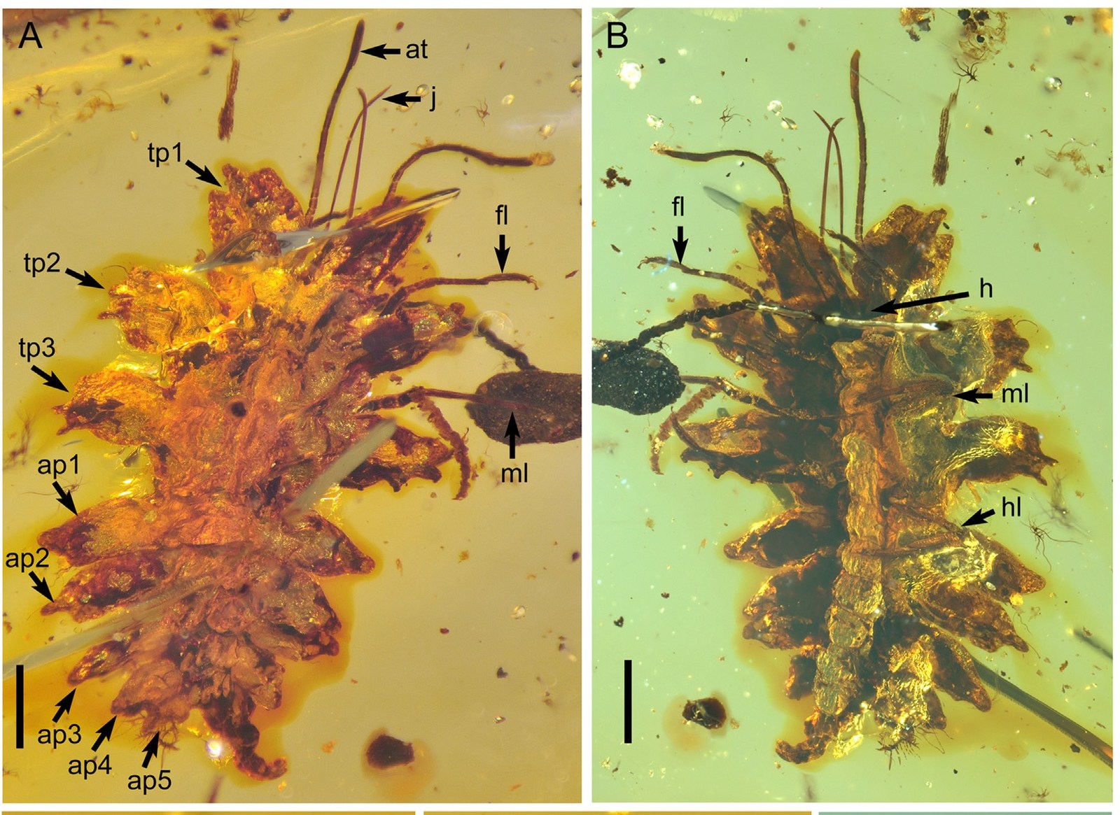 Chalk Amber Master of Disguise - Paleontology, Amber, The science, Interesting, Copy-paste, Elementy ru, Longpost