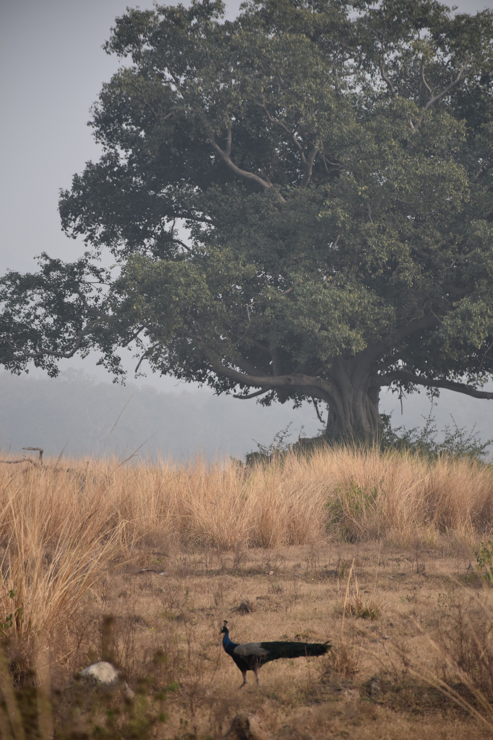 India, Corbett Park - My, India, Peacock