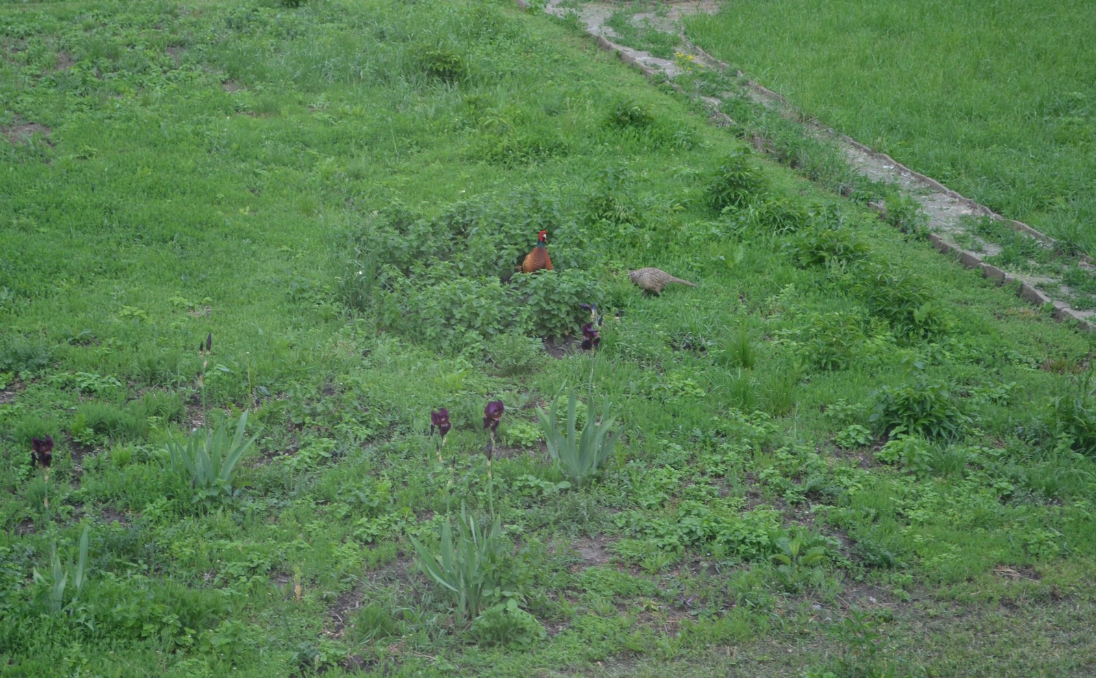 Farm. Neighborhood. Another alarm clock. - My, Nature, Pheasant