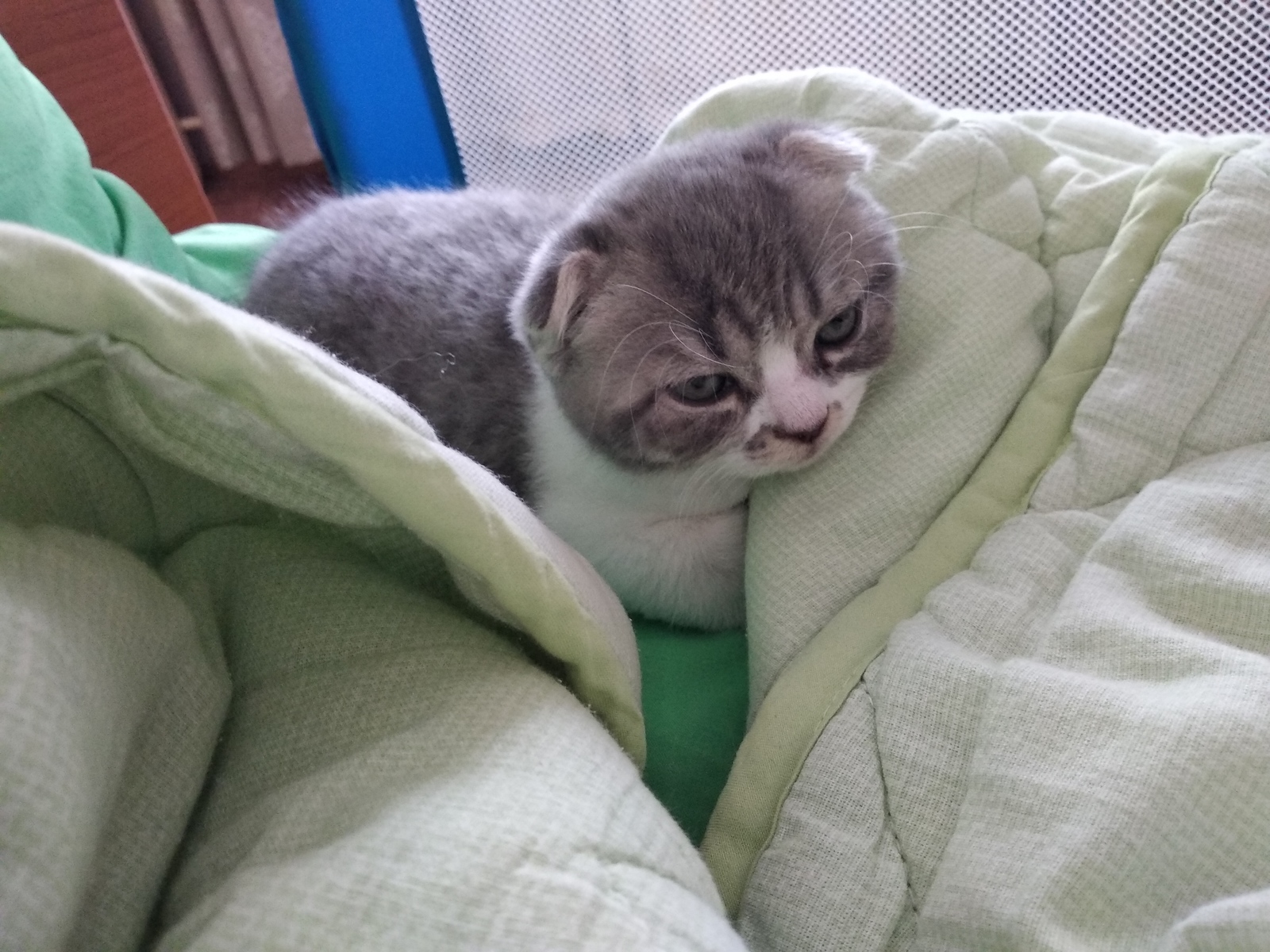 Finally, we are the owners of Scottish fold - My, Scottish, cat, Longpost