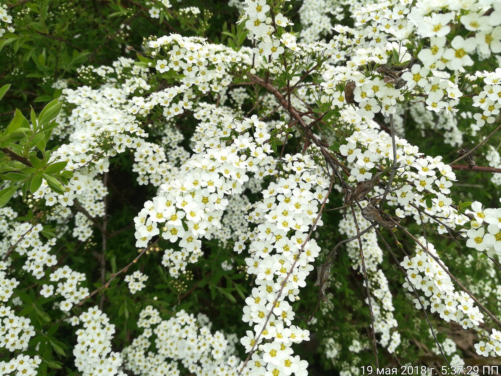 Help identify the plant - My, Dacha, Plants, Longpost